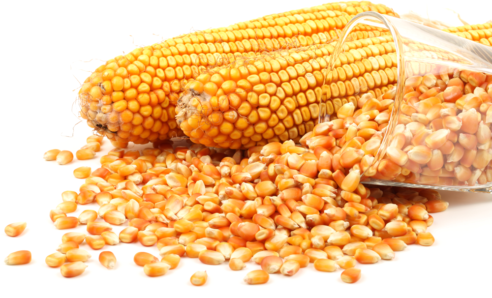 Maize